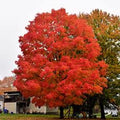 Sugar Maple Tree Starter 12-18in Bare Root Acer saccharum Sweet Maple - 5 Pack, Dormant Buds, Long-Lived Timber Tree