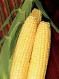 Sweet Corn Seeds - Takeoff Variety - Fresh Seed - Zea mays