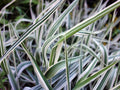Reed Canary Grass Seeds - 1,000 Count - Ornamental Grass - Phalaris arundinacea