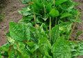 100+ Broadleaf Plantain Seeds - Waybread, Greater Plantain (Plantago major) - Heirloom Garden Seeds for Natural Remedies