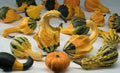 Winged Gourd Squash Seeds - 25+ Pack - USA Grown - Cucurbita ficifolia - Perfect for Garden Planting