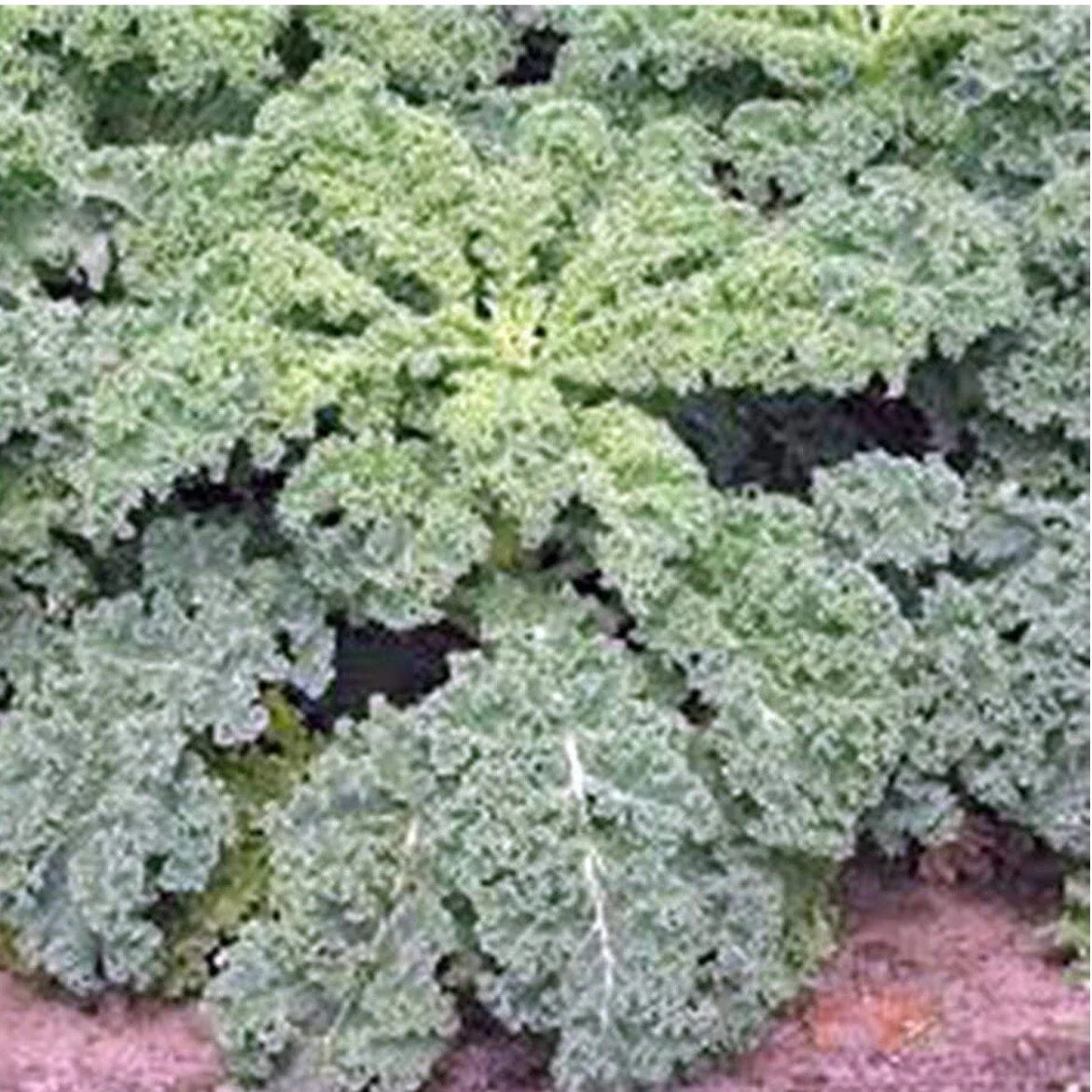 Dwarf Siberian Kale Seeds - 200+ Non-GMO Organic Seeds - Brassica napus