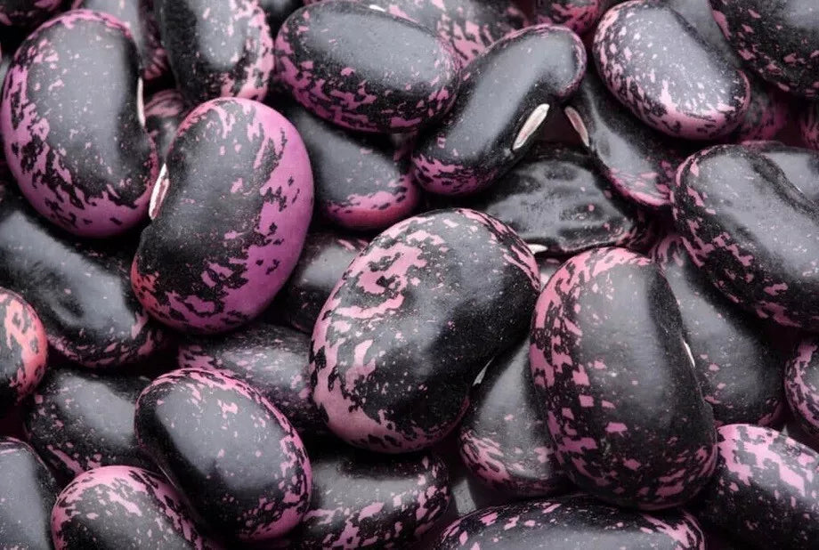 Scarlet Emperor Runner Bean Seeds - 10 Heirloom Easy Grow Colorful Seeds (Phaseolus coccineus)