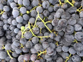Concord Grape Plant, Live Rooted Starter, Purple/Blue, Vitis labrusca, Zones 5-9, Medium Sweet, Self-Pollinating, Organic