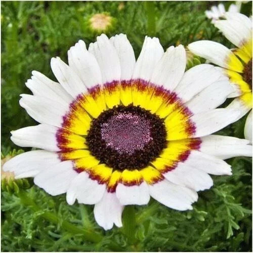 Chrysanthemum Seeds - 200+ Tri-Color Painted Daisy for Garden & Patio Containers - Annual (Chrysanthemum morifolium)