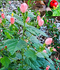 5 Organic Pink Turk's Cap Seeds, Sleeping Hibiscus Flowers, Hibiscus mutabilis