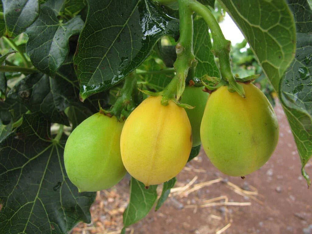 Physic Nut Seeds - 15 Count - Rare Jatropha Curcas - Barbados Diesel Plant