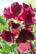 Maroon Sweet Pea Seeds - 50+ Pack for Garden Planting - Lathyrus odoratus - USA