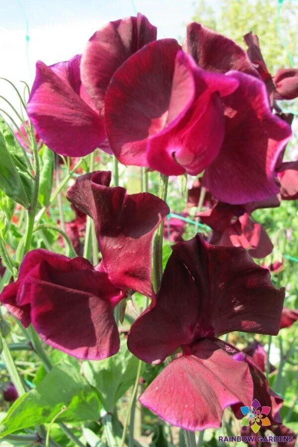 Maroon Sweet Pea Seeds - 50+ Pack for Garden Planting - Lathyrus odoratus - USA