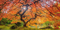 Sugar Maple Seeds | 50 Seeds | Acer saccharum | Sugar Maple Tree Seeds for Planting