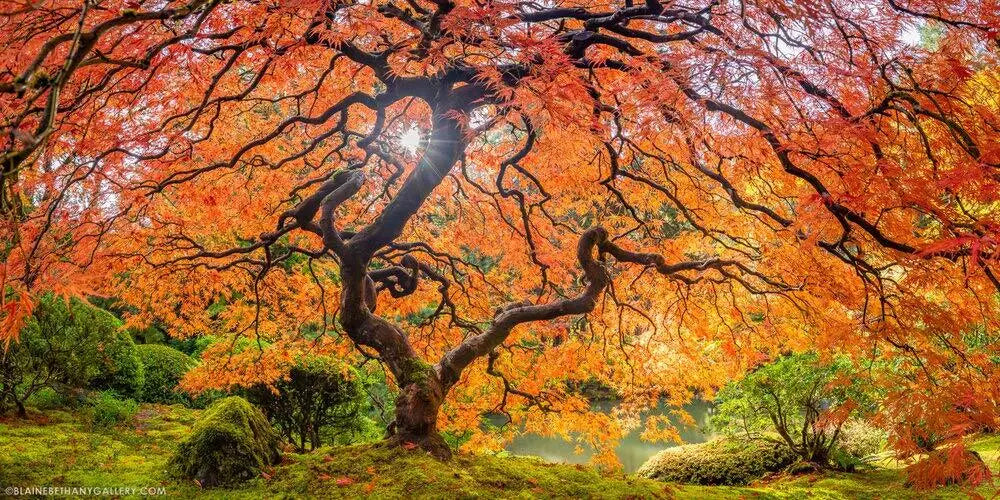 Sugar Maple Seeds | 50 Seeds | Acer saccharum | Sugar Maple Tree Seeds for Planting