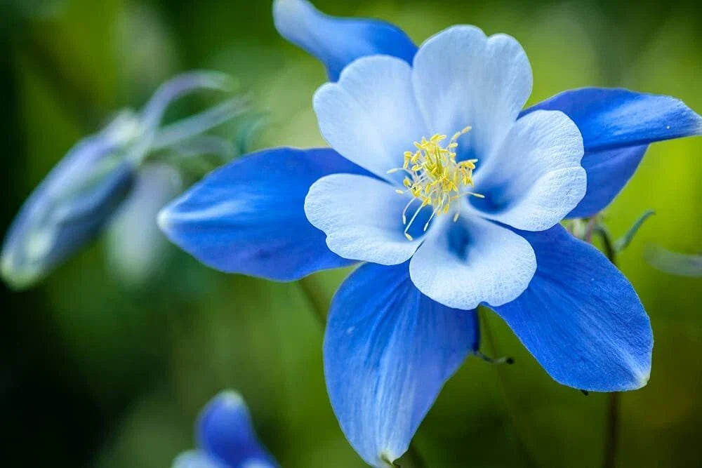 Blue Colorado Columbine Flower Seeds - 100 Non-GMO Seeds - Aquilegia coerulea