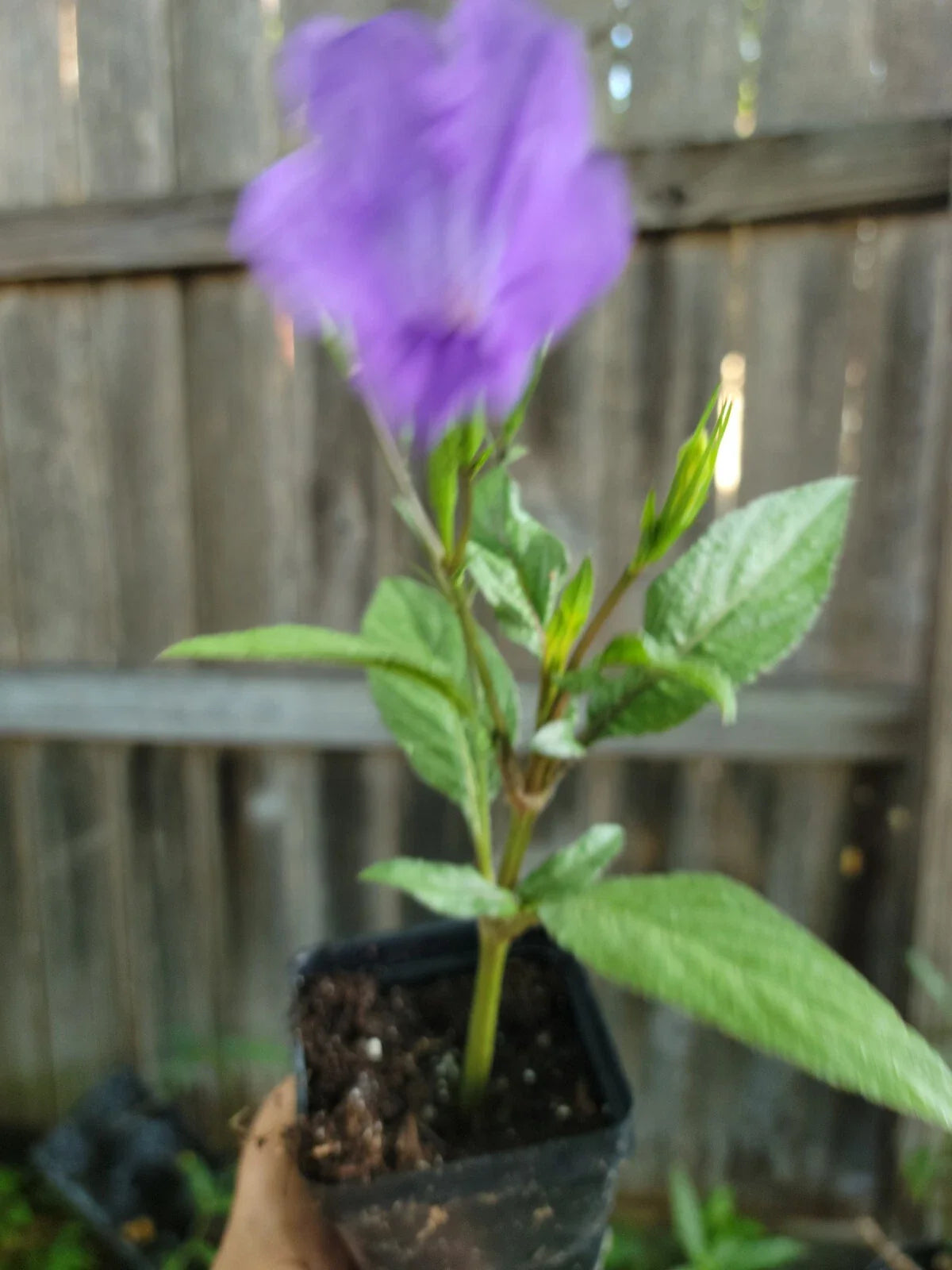 Purple Mexican Petunia Live Plant 2 Inch Ruellia tweediana 'Purple Showers' Flowering Perennial Garden Plant