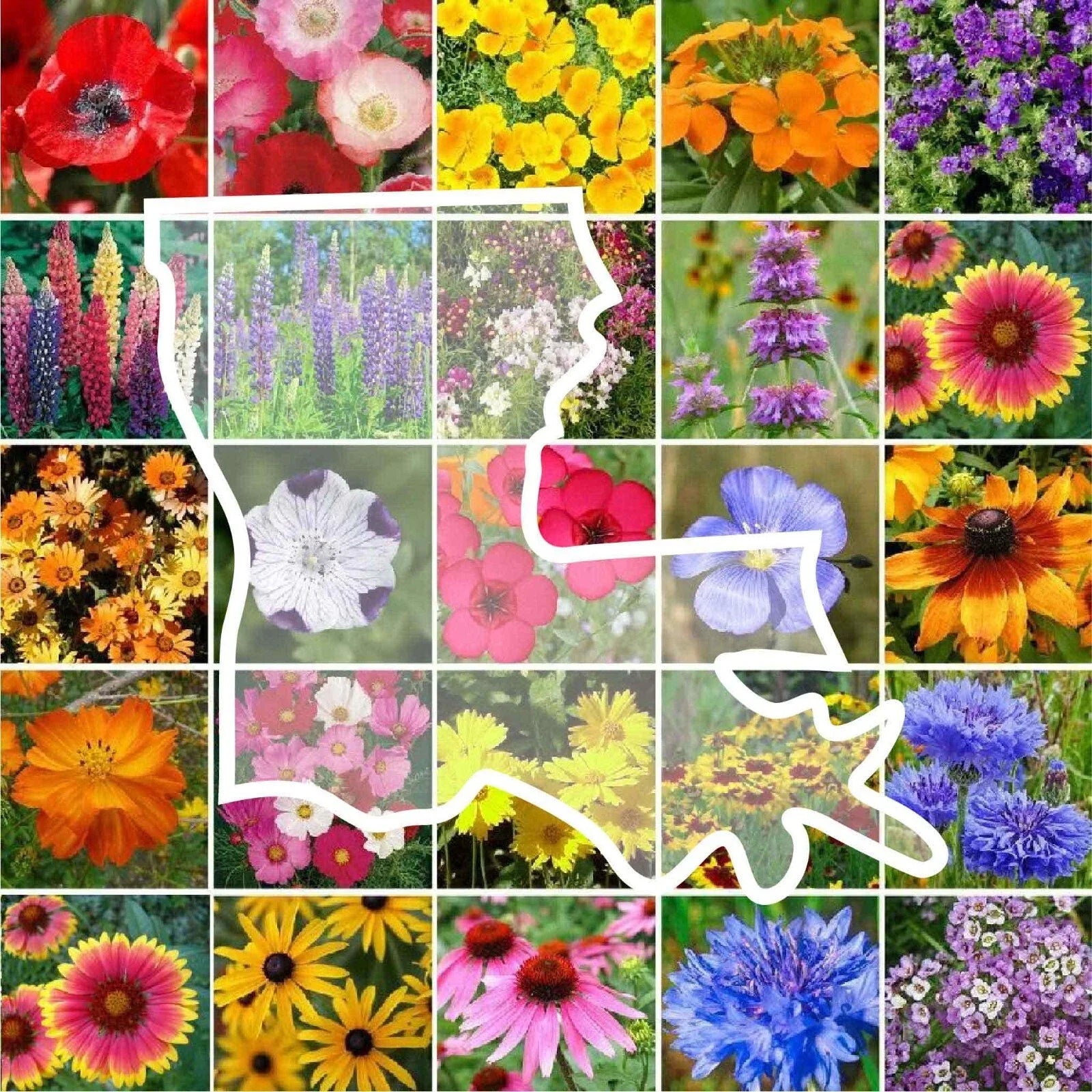 Wildflower Seed Mix - Louisiana State Perennial & Annual - 1000 Non-GMO Seeds - 25 Varieties for USA Gardens