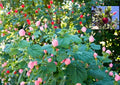 Turk's Cap Seeds - 7 Pink & 8 Red - Organic Sleepy Mallow Hibiscus - 10/2024 Harvest