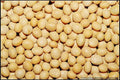 Soybean Seeds - 22 Pack - White Soybean (Glycine max) - GroCo USA - Buy 15, Ships Free