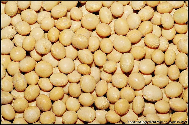 Soybean Seeds - 22 Pack - White Soybean (Glycine max) - GroCo USA - Buy 15, Ships Free