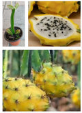 Rooted Yellow Dragon Fruit Plant in Pot - Fruta del Dragón Amarilla - Hylocereus megalanthus