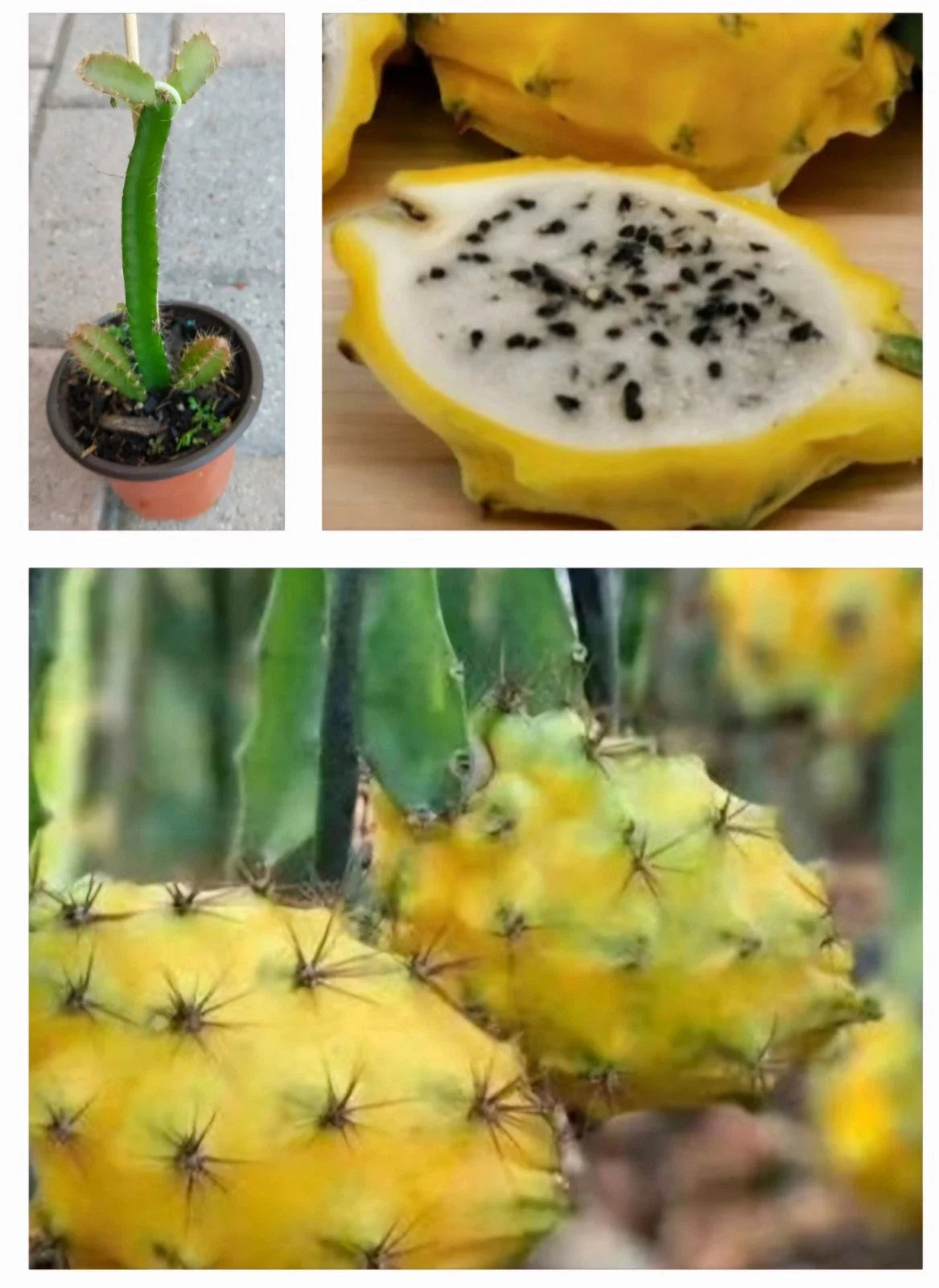 Rooted Yellow Dragon Fruit Plant in Pot - Fruta del Dragón Amarilla - Hylocereus megalanthus