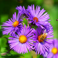 Tahoka Daisy Seeds | Purple Prairie Tansy Leaf Aster Wildflower Seed | 2025