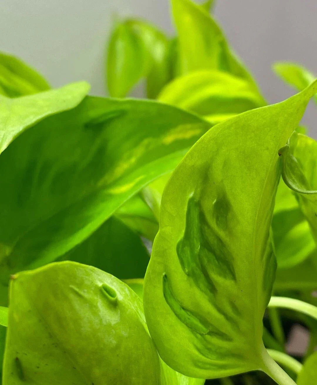 Pothos Cuttings - 3 Fresh Teruno Champs Elysees - Rare Indoor Plant, No Roots, Epipremnum aureum