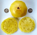 Dixie Golden Giant Seeds - 25 Premium Seeds - Heirloom Variety for Home Gardening - Cucurbita pepo