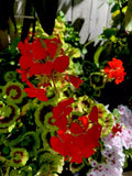 Geranium Cuttings, 6 Inches Long, Bright Orange Flowers, Pelargonium spp., 3 Pieces