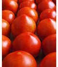 Early Girl Tomato Seeds - 30+ Seeds, Red Variety, 60 Days to Harvest, Heirloom, Made in USA - Solanum lycopersicum