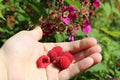 Thornless Purple Flowering Raspberry Live Starter Plant - Self-Pollinating - Rubus odoratus