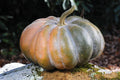 Musque De Province Pumpkin Seeds - 10 Heirloom Seeds for Planting - Big Beautiful Heirloom Variety (Cucurbita pepo)