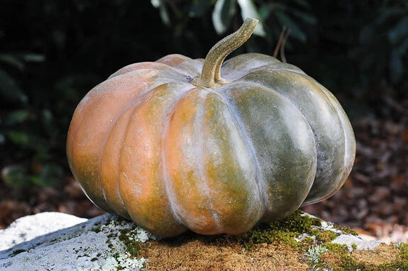 Musque De Province Pumpkin Seeds - 10 Heirloom Seeds for Planting - Big Beautiful Heirloom Variety (Cucurbita pepo)