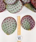 Santa Rita Purple Prickly Pear Cactus - 5-6" Opuntia violacea - 3 Pack - Arizona Grown