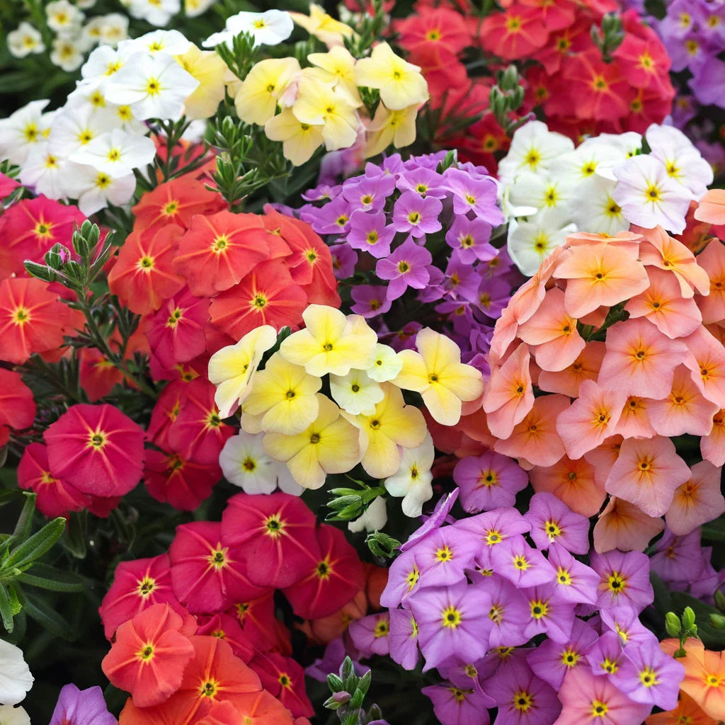 Coral Reef Phlox Seeds - 50 Perennial Flower Seeds for Bees & Butterflies - Phlox paniculata - US Seller