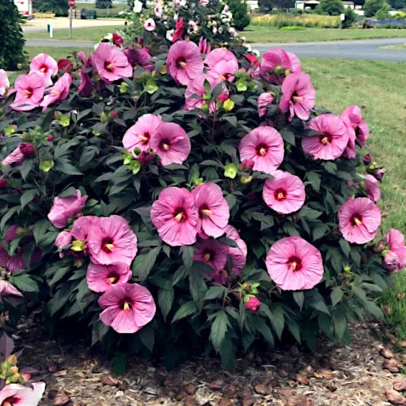 Pink Swamp Mallow Rose Seeds - 20 Pack - Large Flower Hardy Hibiscus - Fast Growing Garden Plant - Hibiscus moscheutos