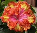 Hibiscus Seeds - 20 Pink Yellow Orange Perennial Flower Seeds - Hibiscus rosa-sinensis - US Seller