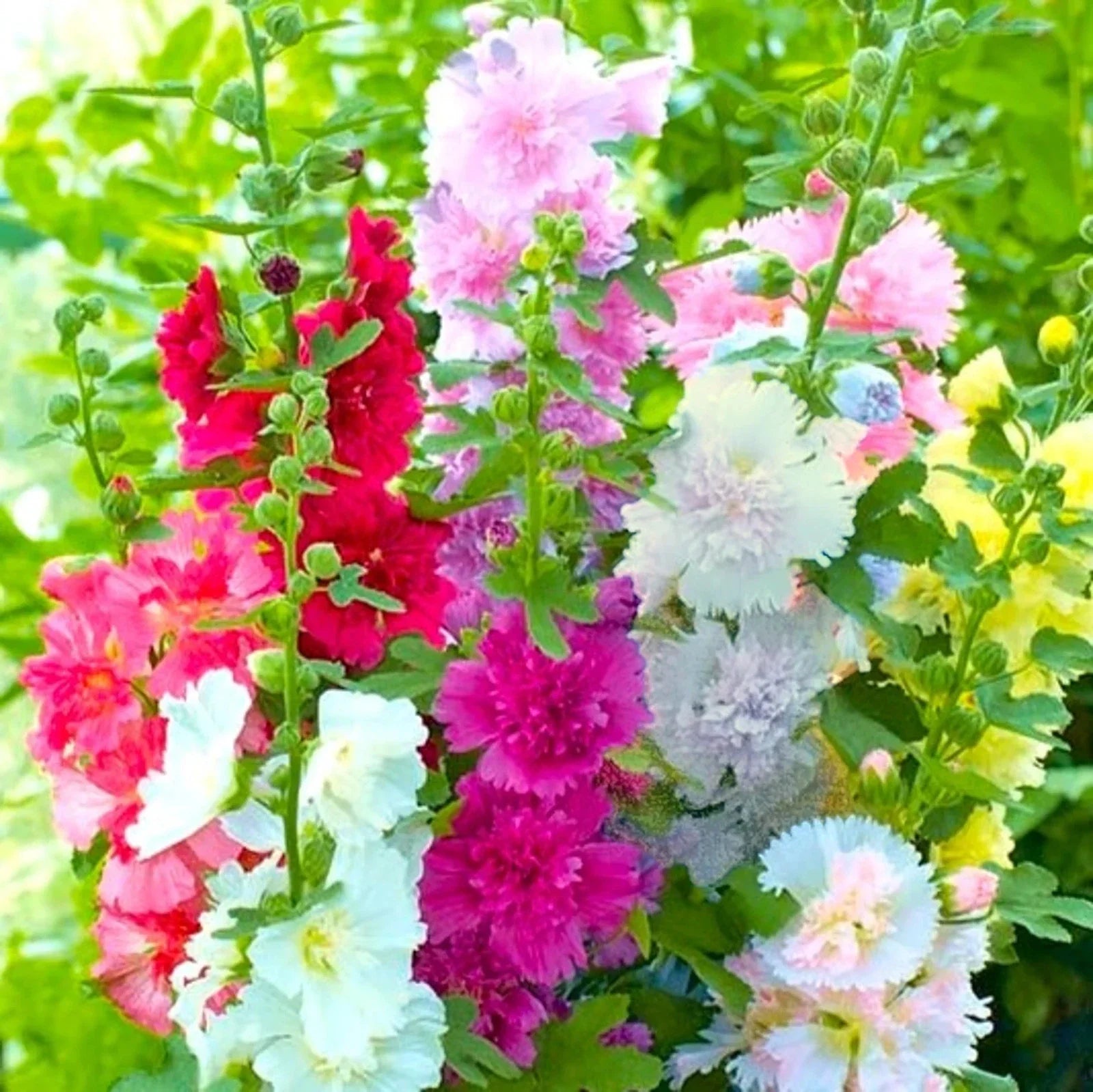 Hollyhock Seeds - Summer Carnival Mix - Alcea - Garden Flower Seeds for 2025 Planting - USA Grown