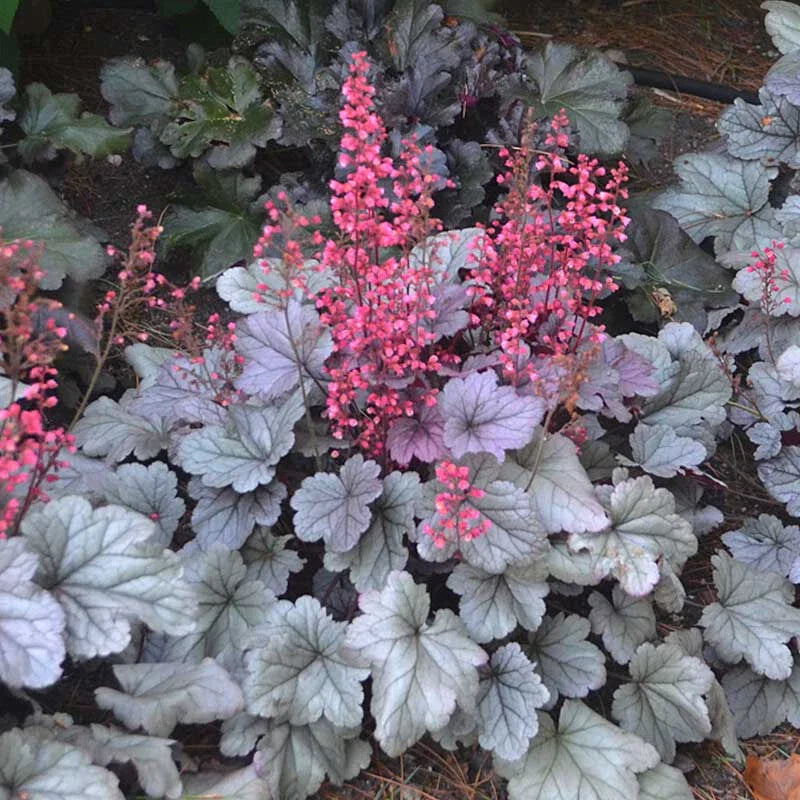 Heuchera 'Silver Gumdrop' Coral Bells Bare Root Perennial Plant, Silver Leaves, Pink Flowers, Zone 4-9