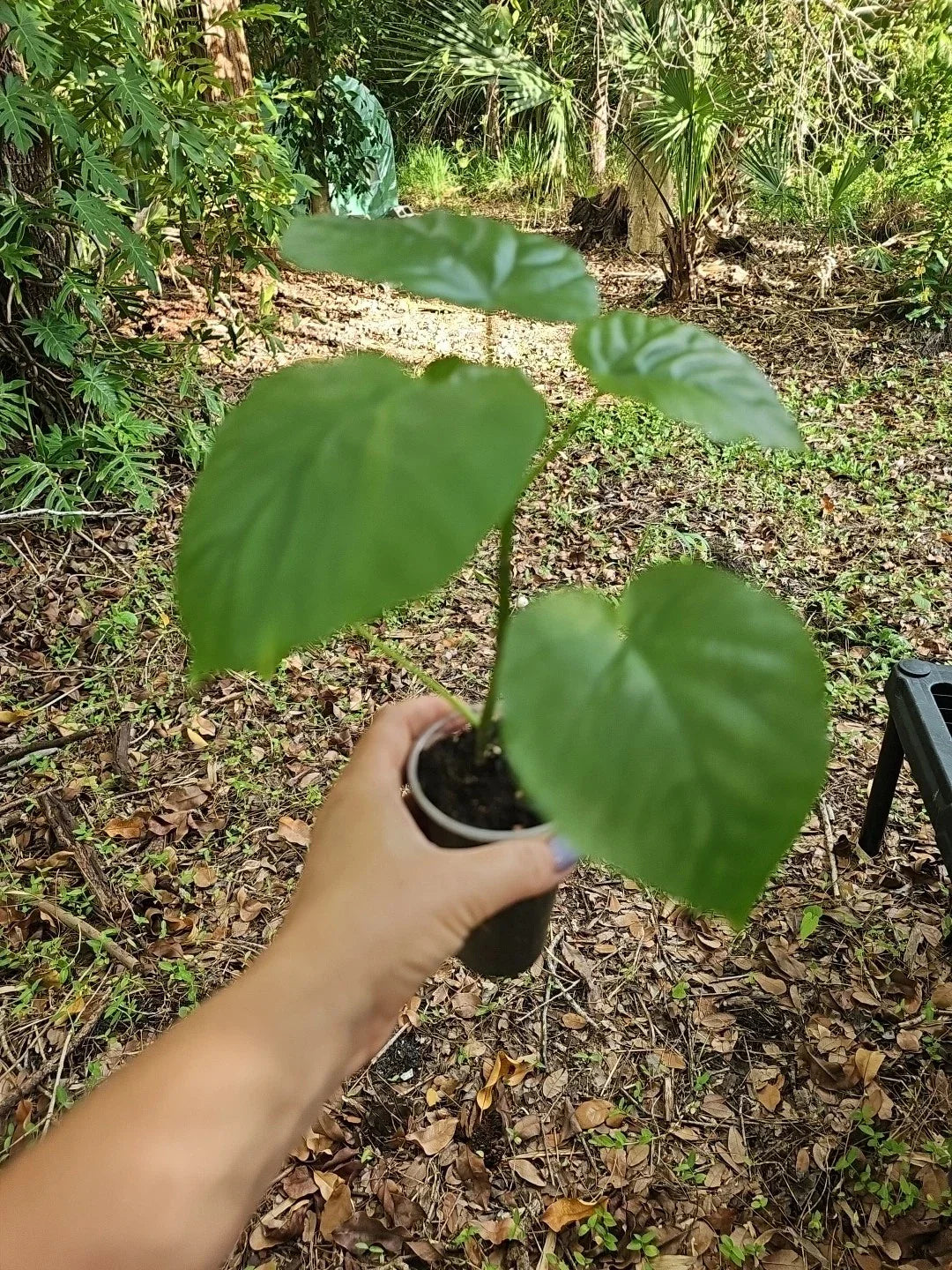 Ficus Umbrellata Live Plant 3" Pot - Rare Umbrella Tree Fig, Indoor Plant, Houseplant