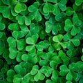 White Clover Seeds for Planting (1,000 Seeds) - Easy to Grow Lucky Grass, Trifolium repens