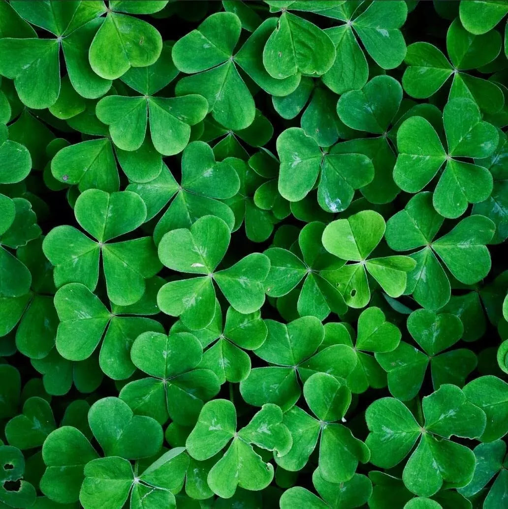 White Clover Seeds for Planting (1,000 Seeds) - Easy to Grow Lucky Grass, Trifolium repens