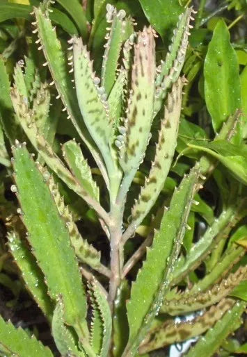 Leopard Mother of Thousands Plant - Kalanchoe Daigremontiana - Alligator Plant - Succulent Houseplant, Indoor Decor