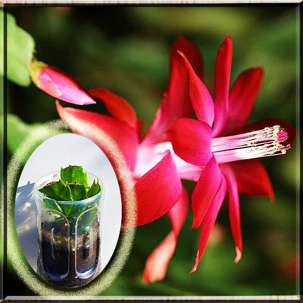 Red Christmas Cactus Live Plant 2.5" Pot Schlumbergera Zygo 3"-5" Tall Ready to Plant