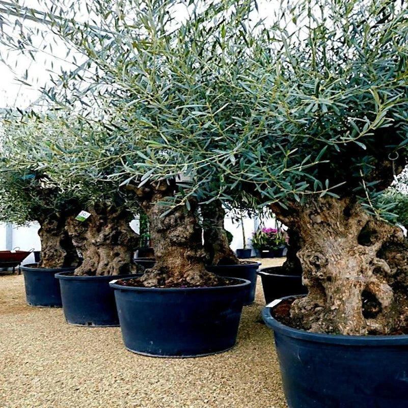 Canino Olive Tree Seeds - 20 Seeds - Olea europaea - European Common Edible Fruit Plant