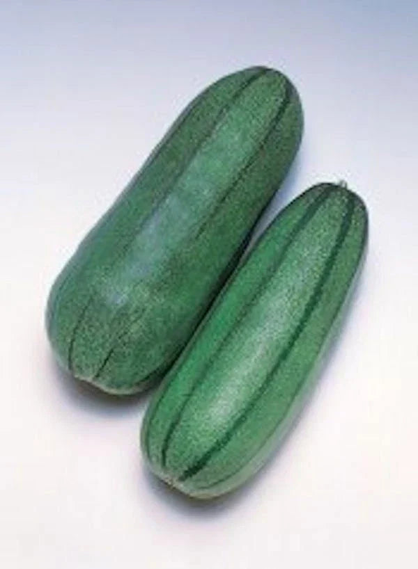Pickling Melon Seeds - Green Striped Variety - Cucumis Melo Var Conomom - Heirloom Seed for Home Gardening