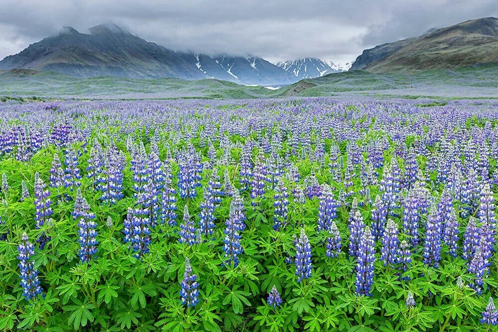 European Lupine Seeds - 100+ Wildflower Perennial for Garden, Cut Flowers, Pollinators - Lupinus perennis