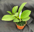 Hoya Pachyclada Rooted Plant 2.5" Pot Live Houseplant