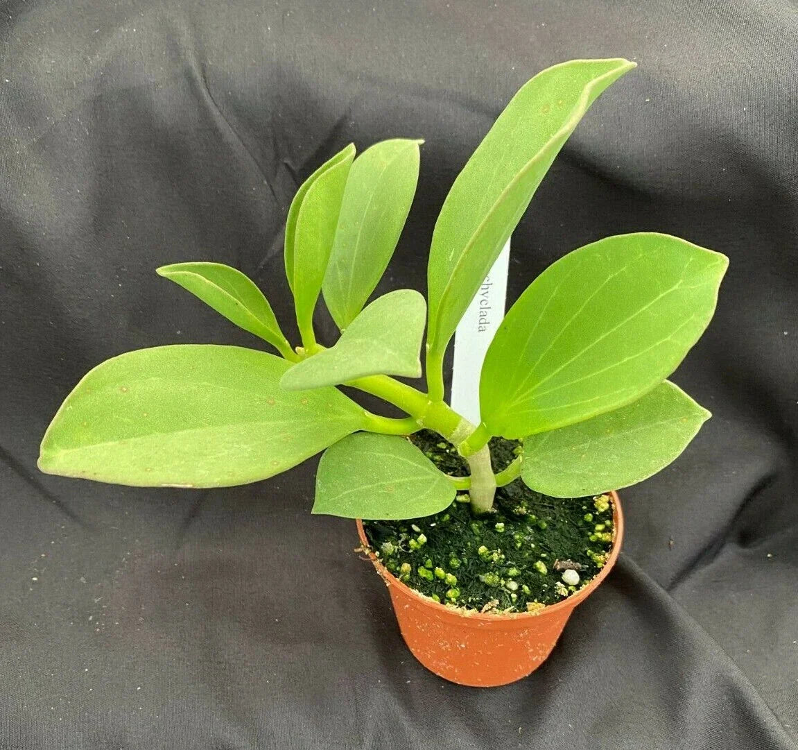 Hoya Pachyclada Rooted Plant 2.5" Pot Live Houseplant