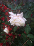 Multi Color Roses 8" Fresh Cuttings - Rosa spp., Same Plant Variety, Vibrant Floral Arrangement