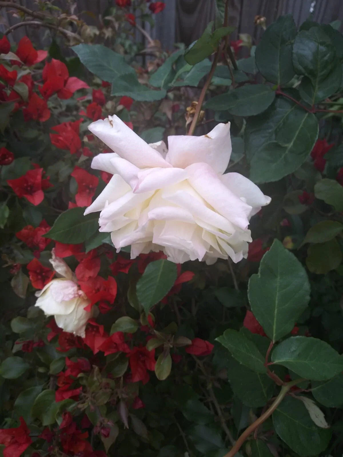 Multi Color Roses 8" Fresh Cuttings - Rosa spp., Same Plant Variety, Vibrant Floral Arrangement
