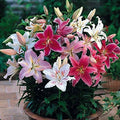 Mixed Oriental Lilies Bulbs for Planting - 6 Fresh Bulbs, Easy to Grow - Lilium orientalis
